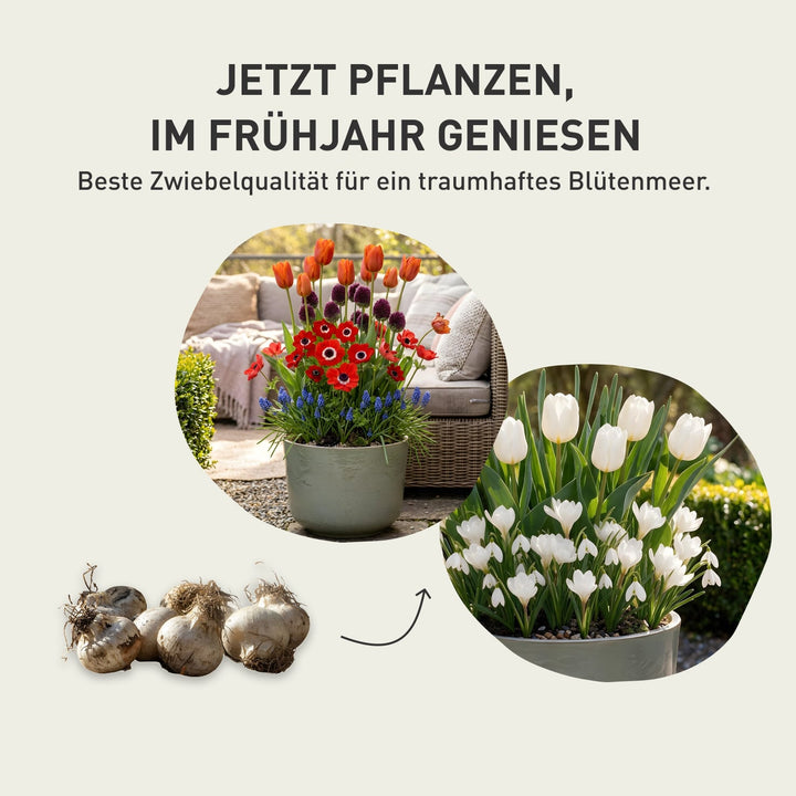 Blumenzwiebel-Lasagne 'Golden Glow'
