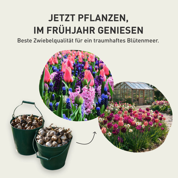 Blumenzwiebel-Mix 'Citrus & White'