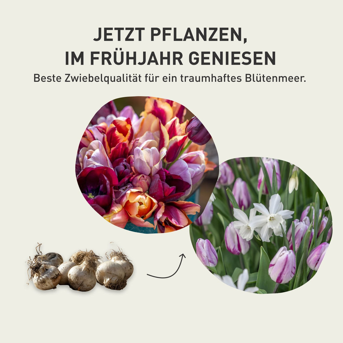 Tulpen-Kollektion 'Byzantine Edit'