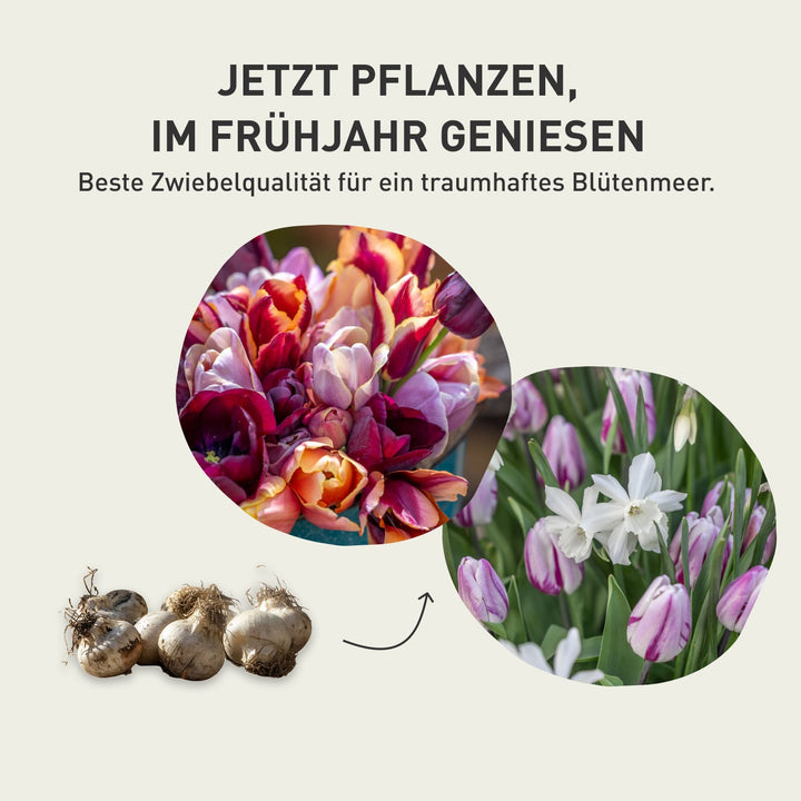 Tulpen-Kollektion 'Byzantine Edit'