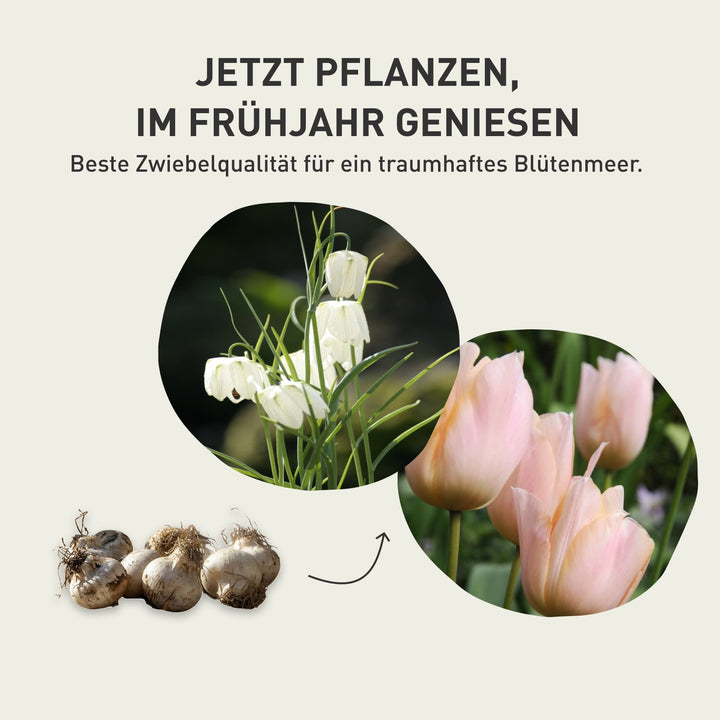 Kaiserkrone 'Lutea' Gelb