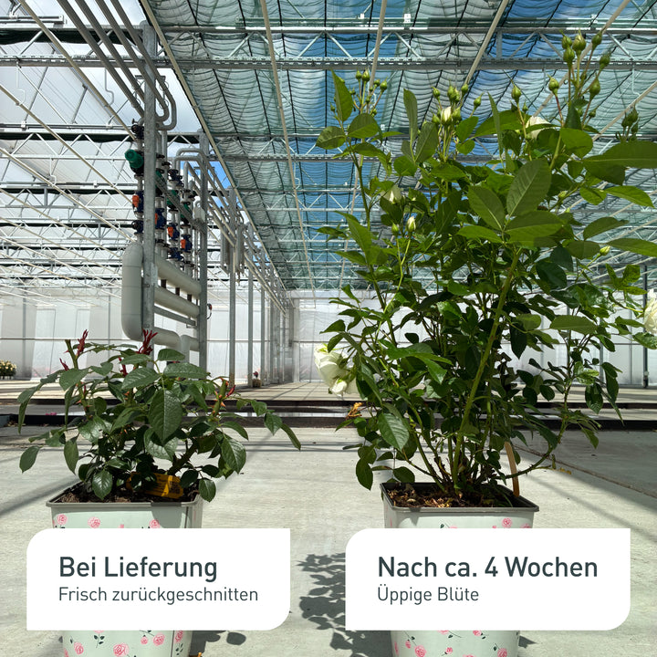 Edelrose 'Sunny Sky®' bei Lieferung und nach 4 Wochen