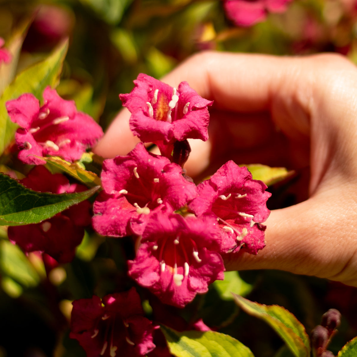 Blüte von Weigela florida 'Moulin Rouge'®