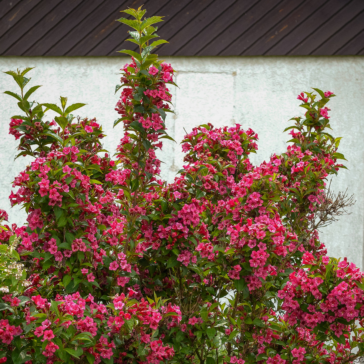 Weigelie 'Bristol Ruby' im Garten
