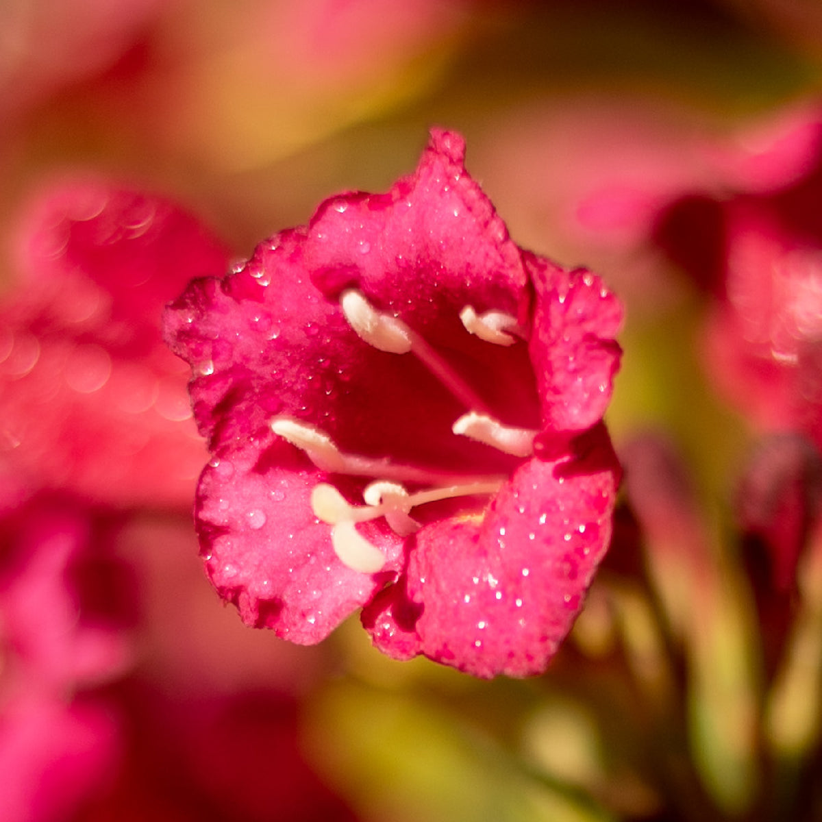Blüte der Weigelie 'Moulin Rouge'®