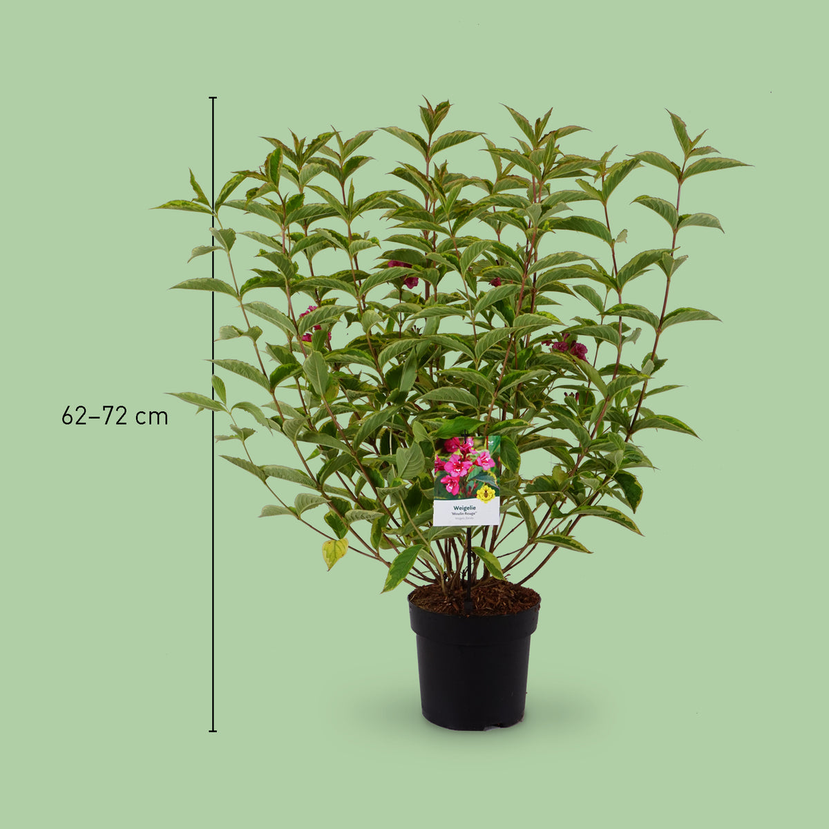 Größe der Weigelie 'Moulin Rouge'®