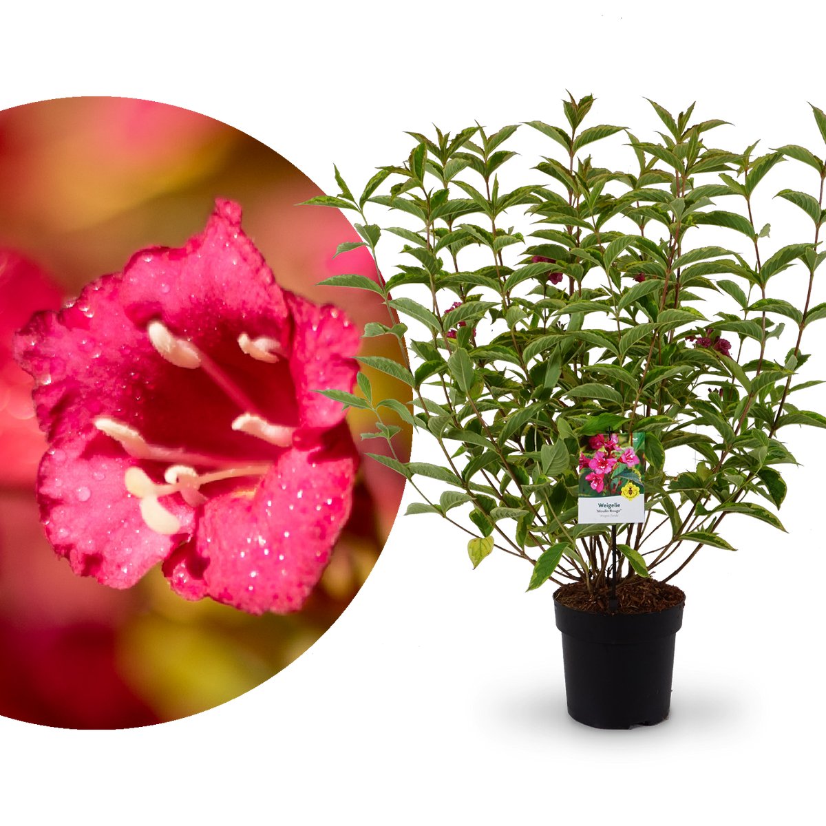Weigelie 'Moulin Rouge'®
