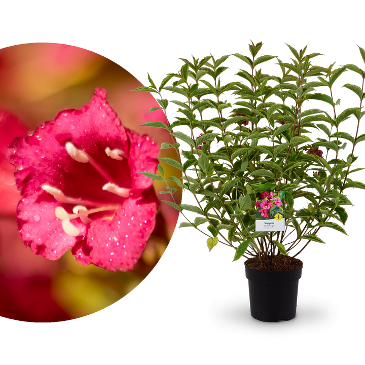 Weigelie 'Moulin Rouge'®