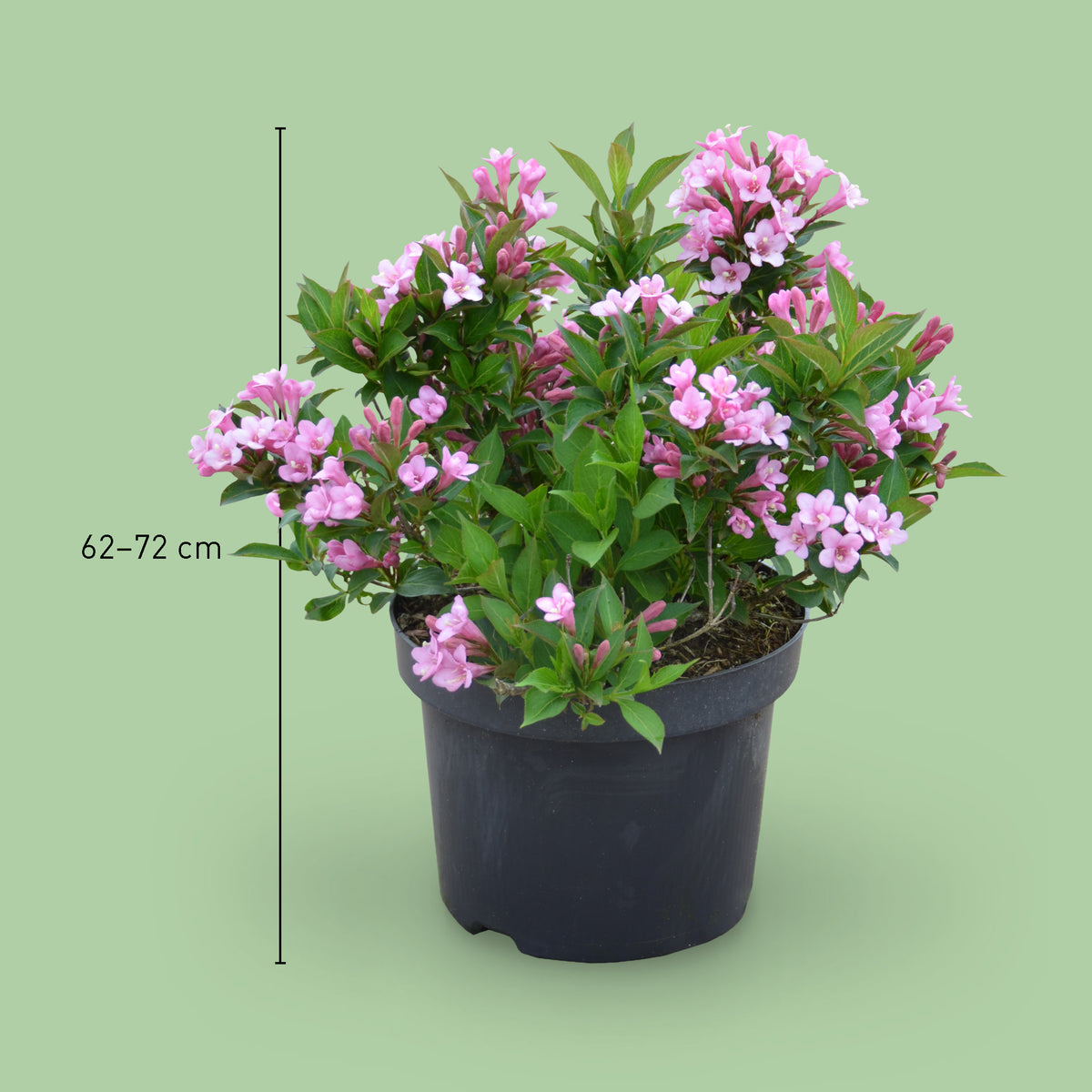 Größe der Weigela 'Pink Poppet'