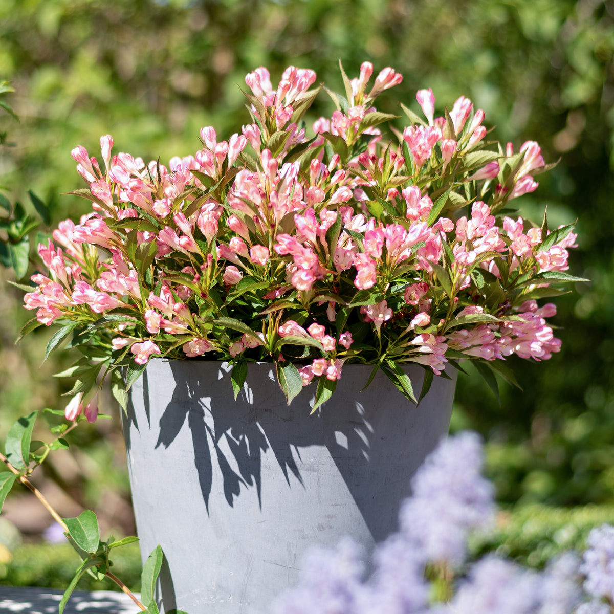 Zwerg-Weigelie 'Pink Poppet' im Topf