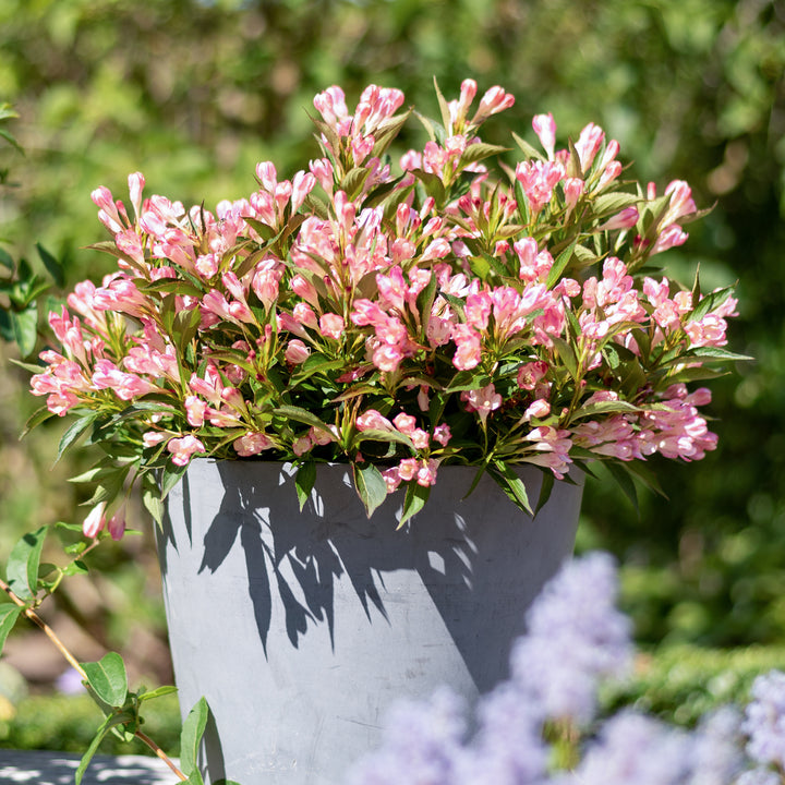 Zwerg-Weigelie 'Pink Poppet' im Topf