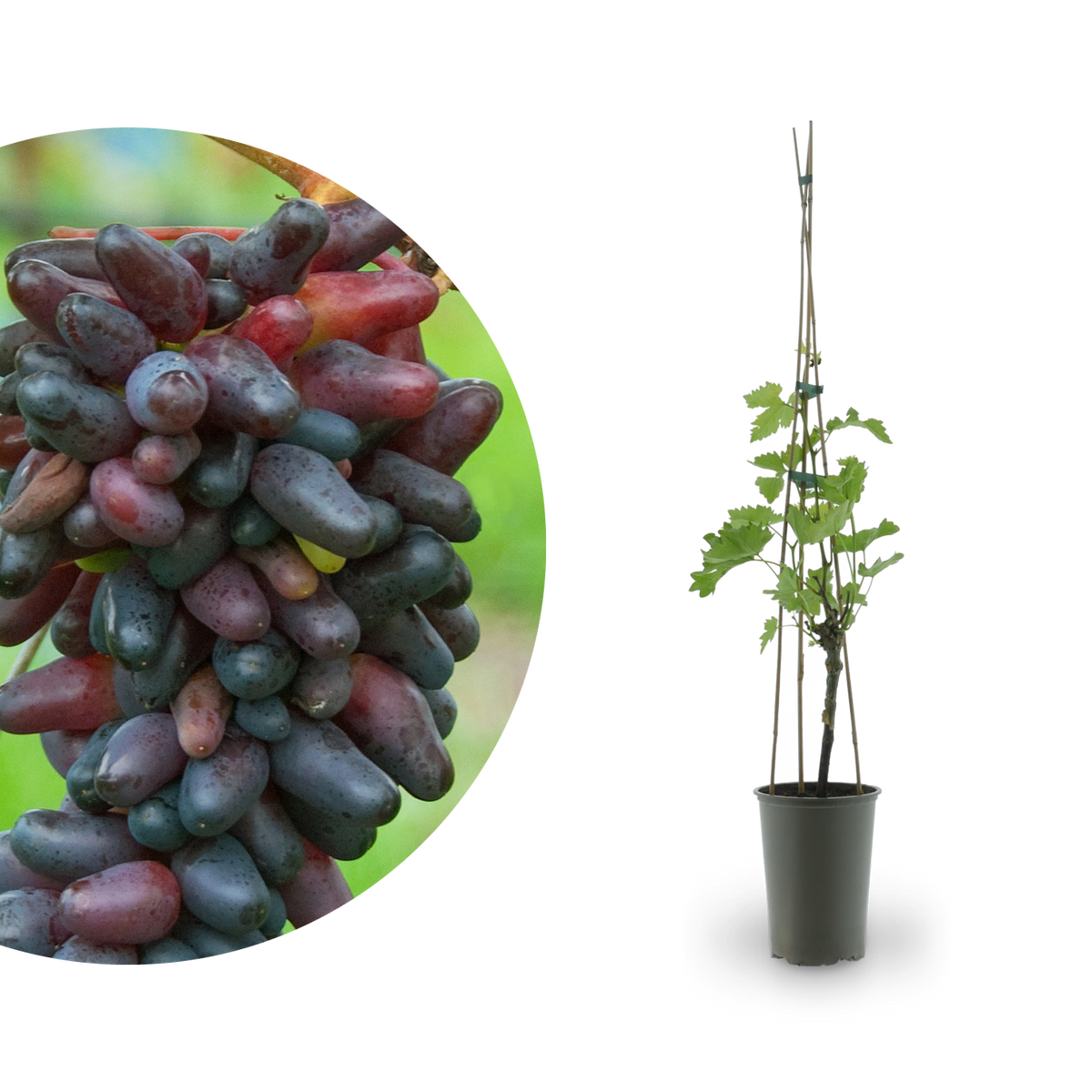Weinrebe 'Datteltraube' oder 'Souvenir'