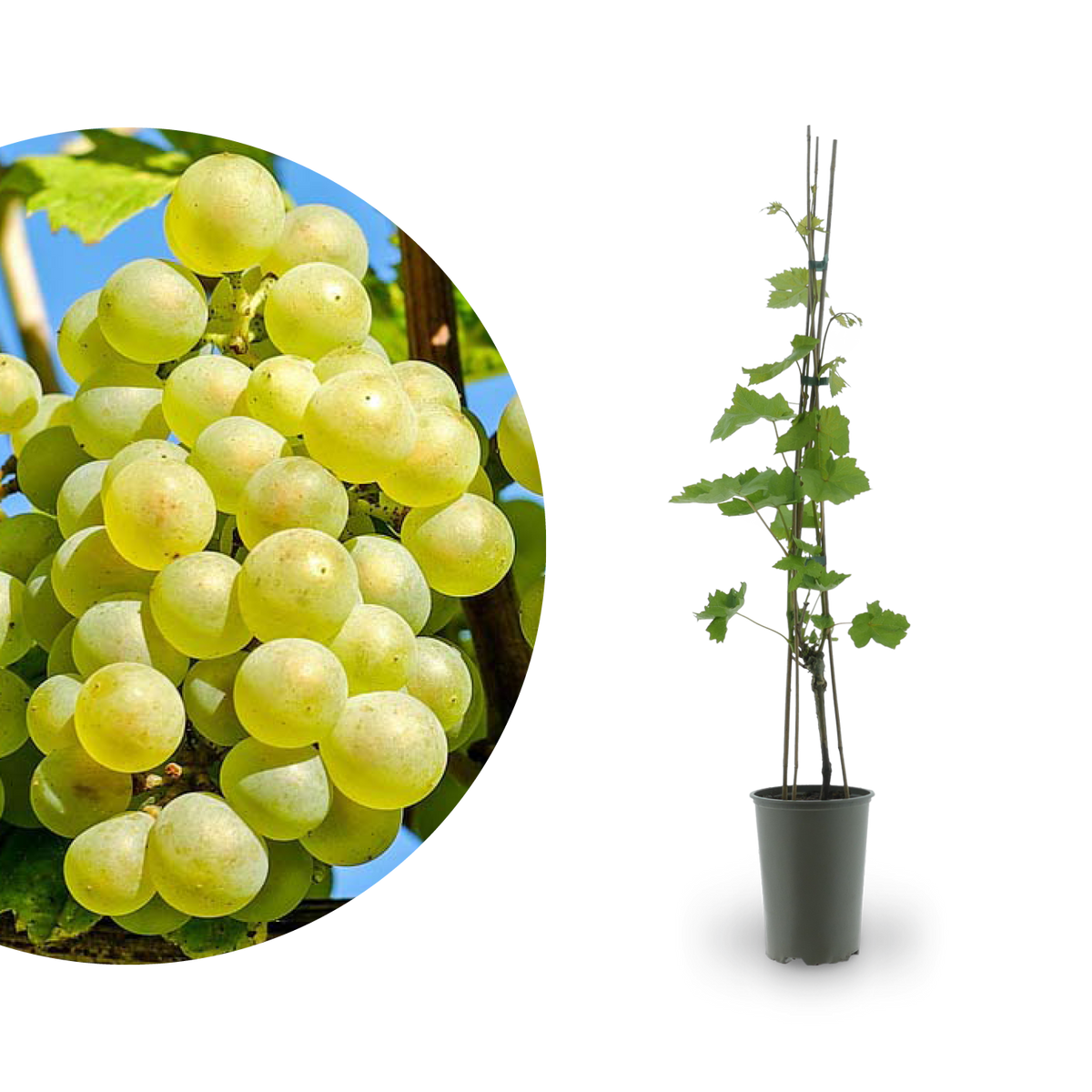 Weinrebe 'Lakemont'