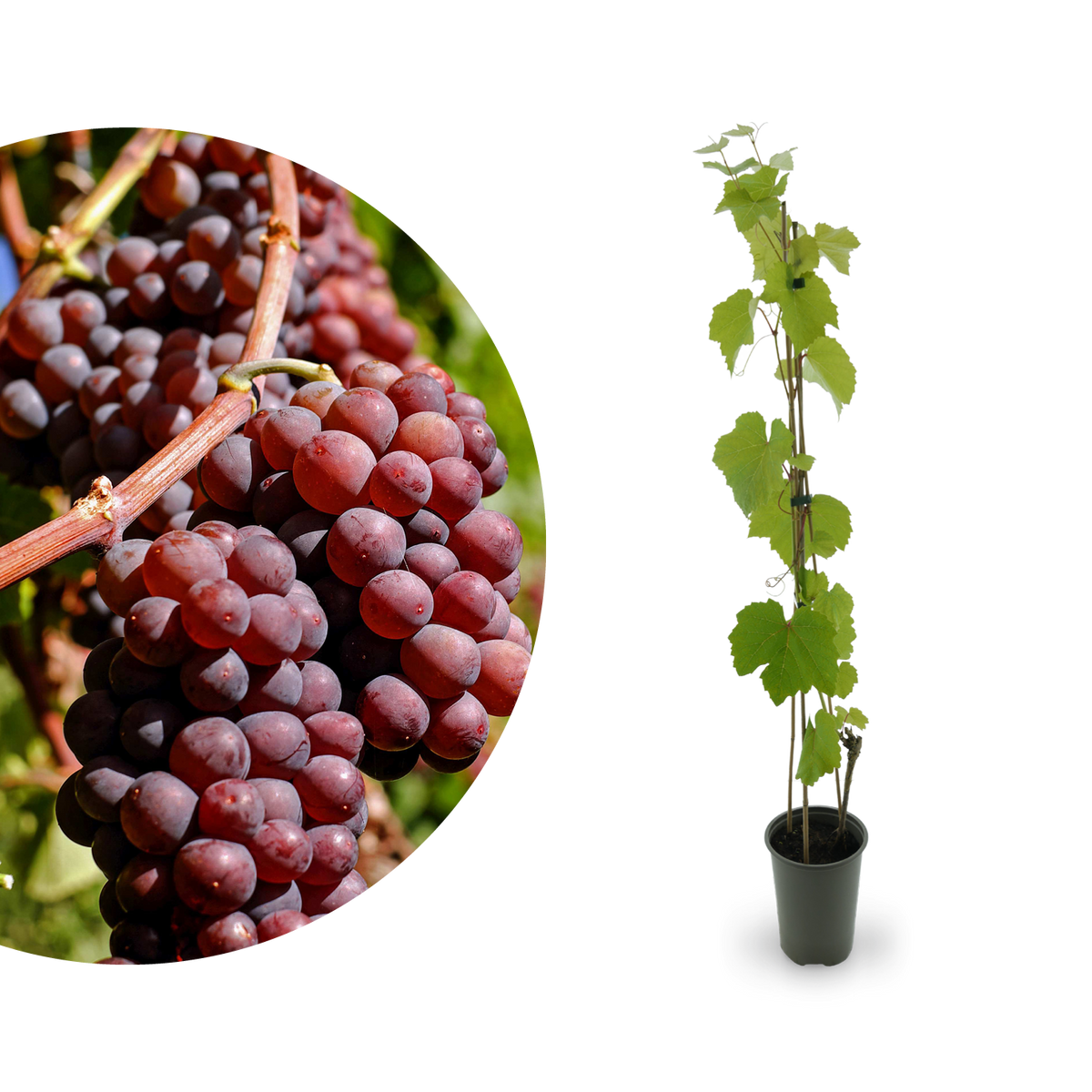 Weinrebe 'Vanessa'