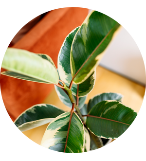 Ficus elastica 'Tineke'