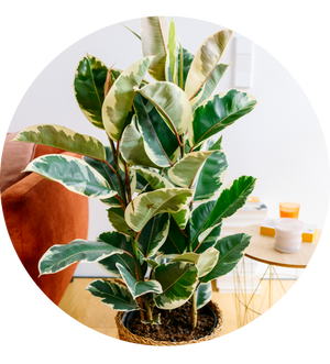 Ficus elastica 'Tineke' XXL-Größe