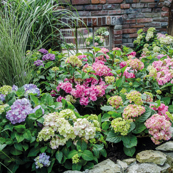 Hortensie Endless Summer® 'The Bride' im Beet