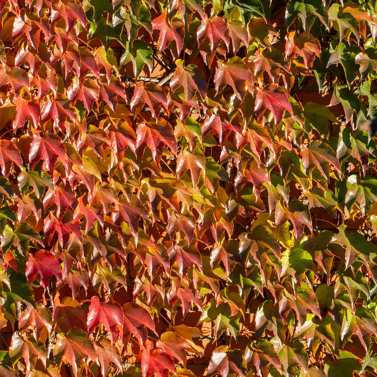 Herbstfärbung von Wilder Wein 'Veitchii'