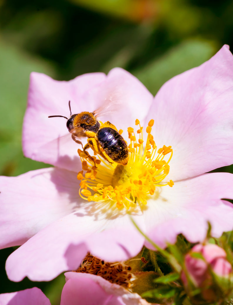 Biene auf rosa Wildrosenblüte