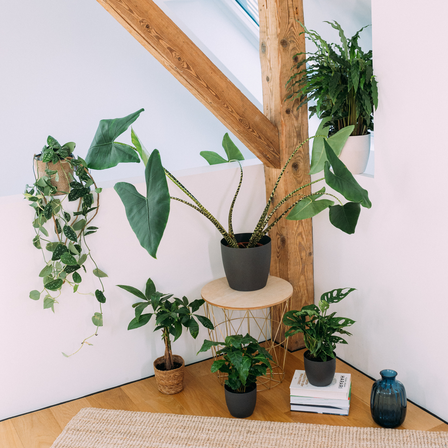 Pflegeleichte Zimmerpflanzen im Wohnzimmer