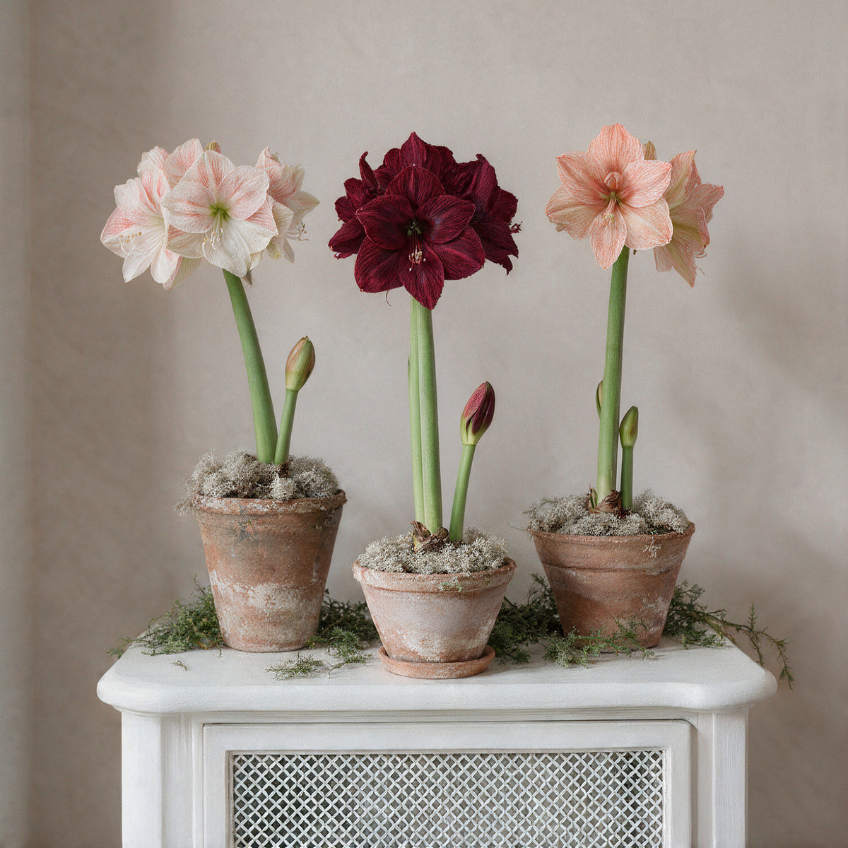 Collage mit Nahaufnahmen der Blüten und Zwiebeln des XL-Amaryllis 3er Sets