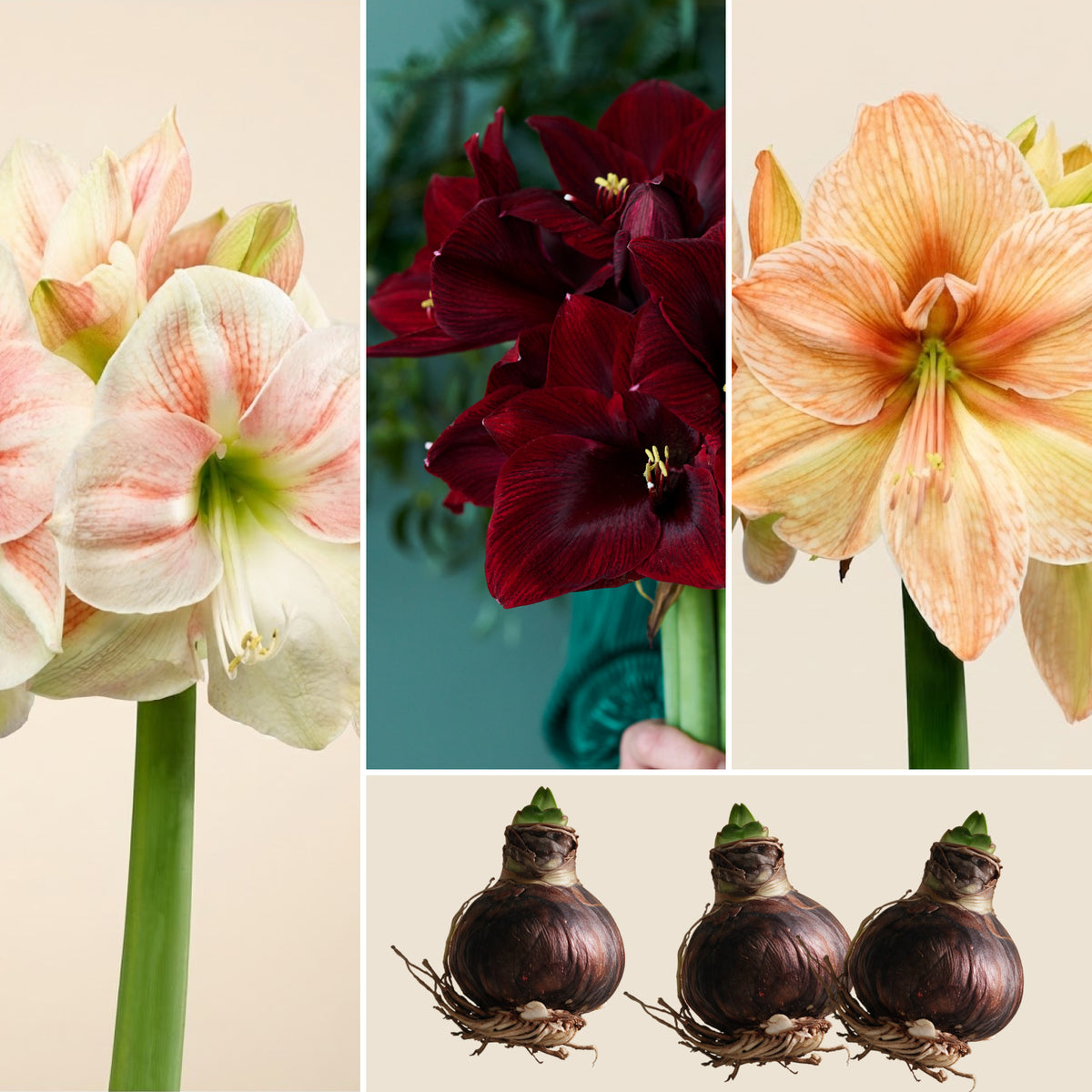 XL-Amaryllis 3er Set als festliche Tischdekoration auf einem elegant gedeckten Esstisch