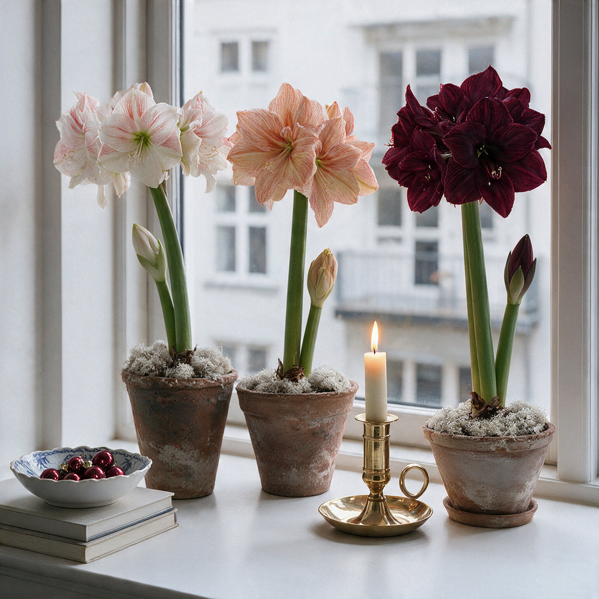 Drei blühende XL-Amaryllis Sorten in rustikalen Tontöpfen nebeneinander aufgestellt