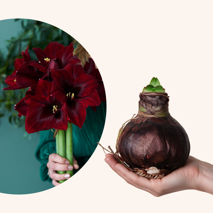 Nahaufnahme der samtig dunkelroten Blüten der XL-Amaryllis Benfica