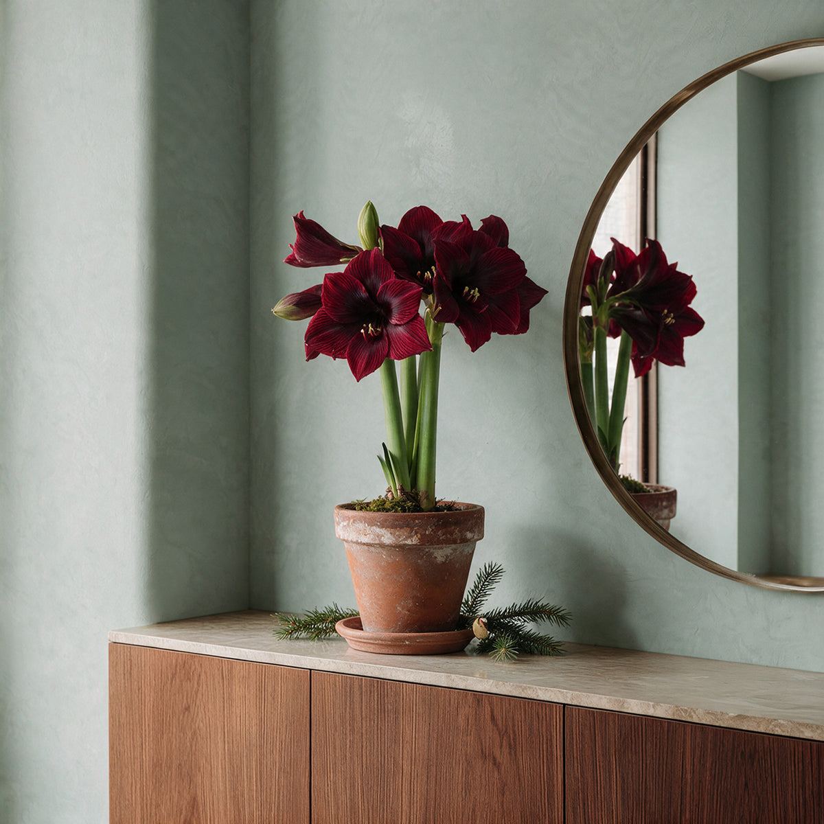 Dunkelrote XL-Amaryllis Benfica im Tontopf stilvoll vor einem Wandspiegel platziert
