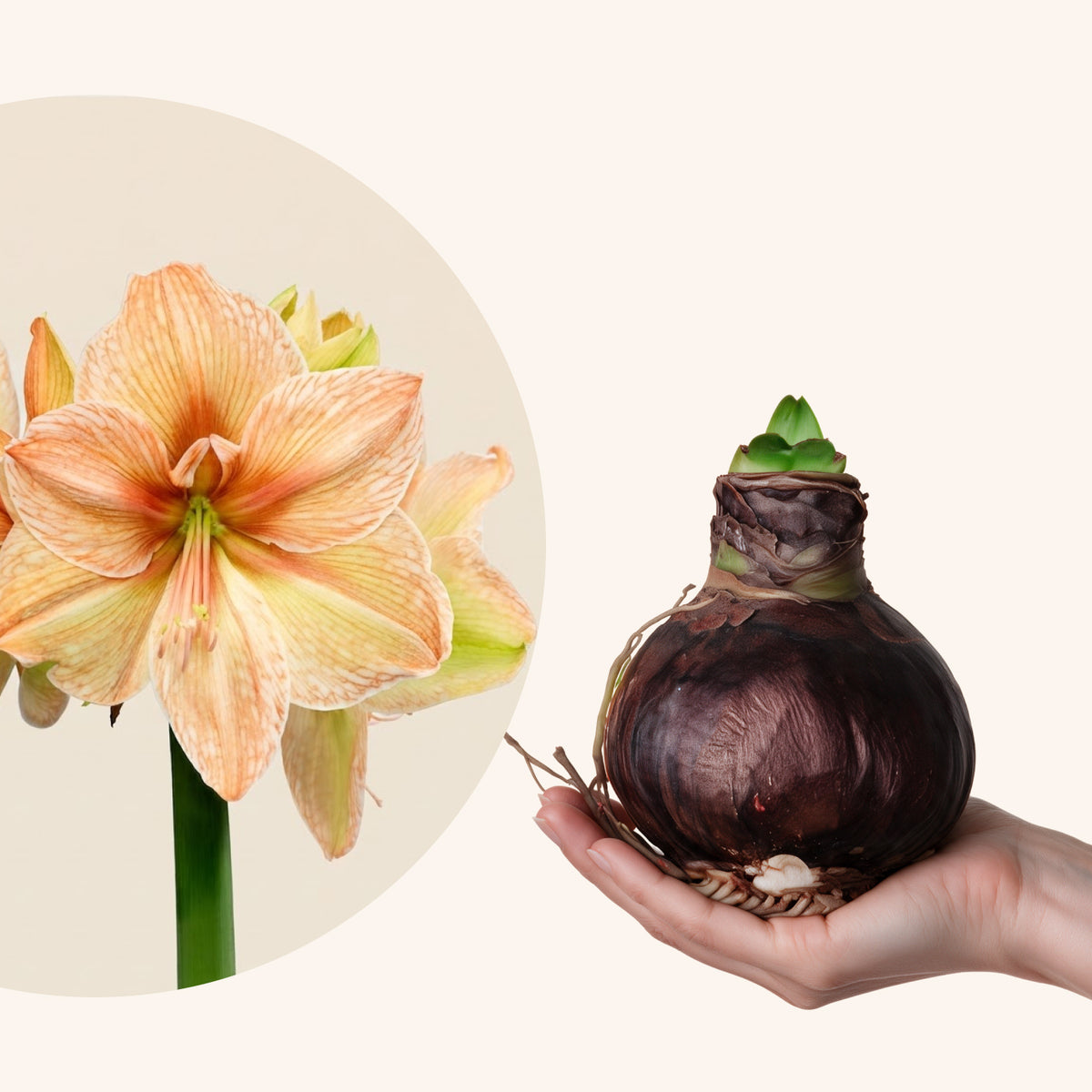 Nahaufnahme der lachsfarbenen Blüten der XL-Amaryllis Rilona