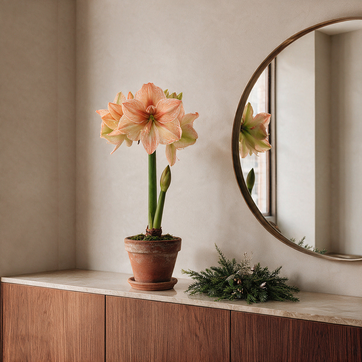 Lachsfarbene XL-Amaryllis Rilona im Tontopf als Fensterbankdekoration