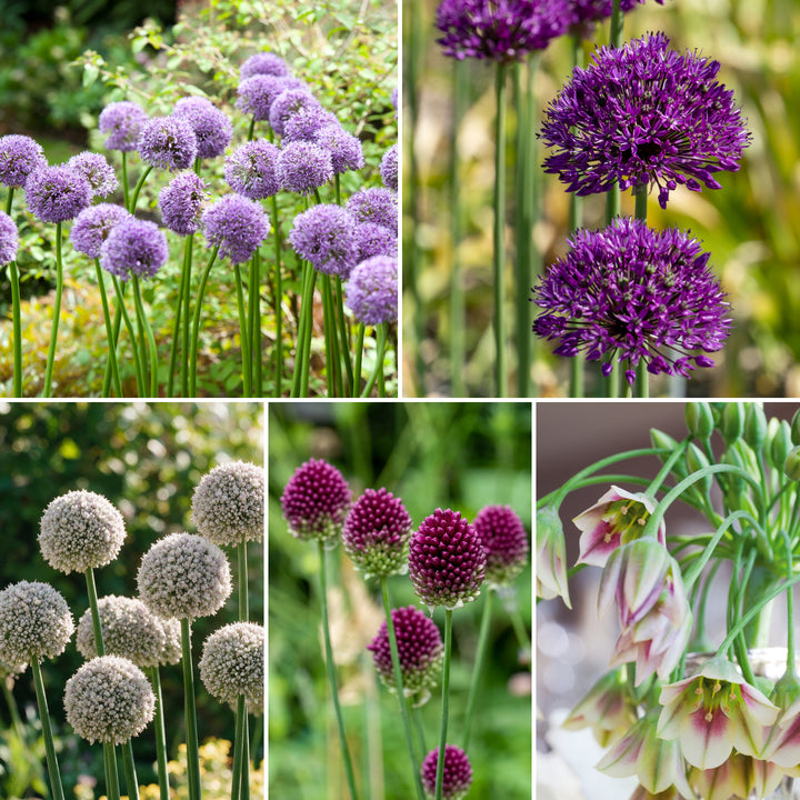 [AI] XXL-Allium Mix