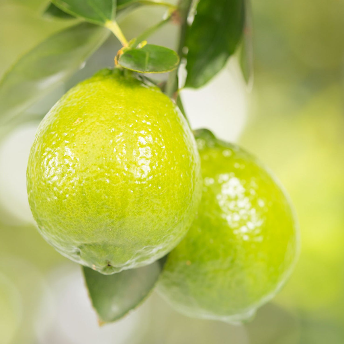 [AI generated] Beautiful lemon hanging from branch