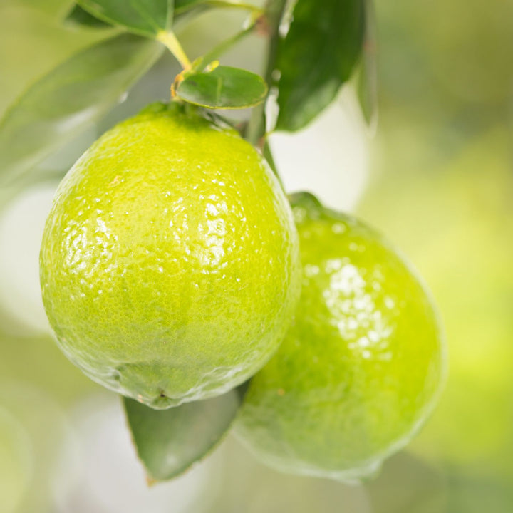 [AI generated] Beautiful lemon hanging from branch