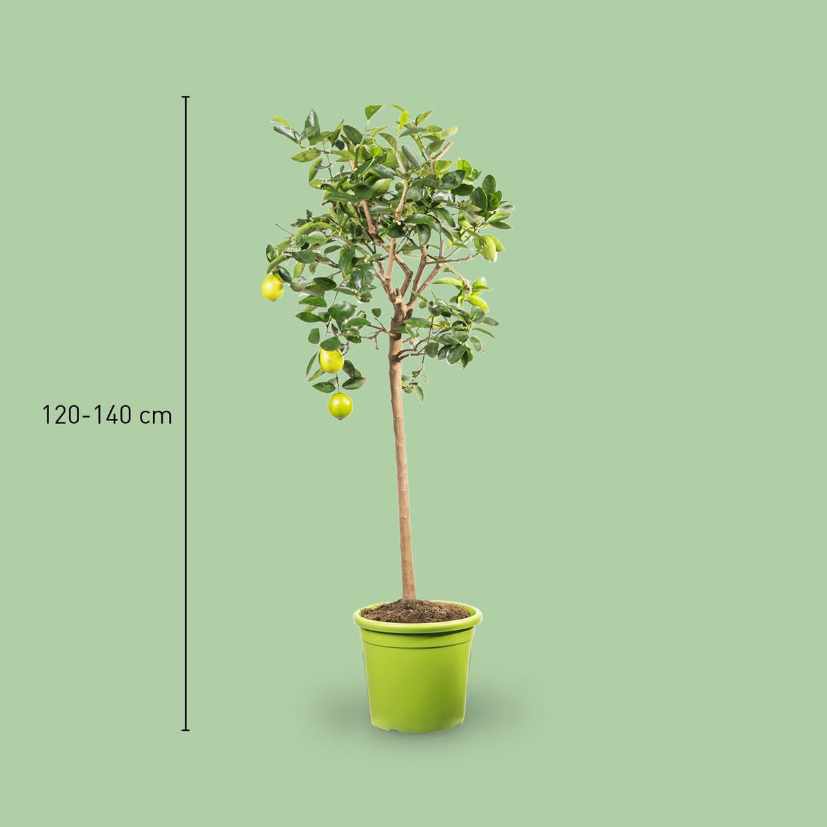 Persische Limette LIME TIME®