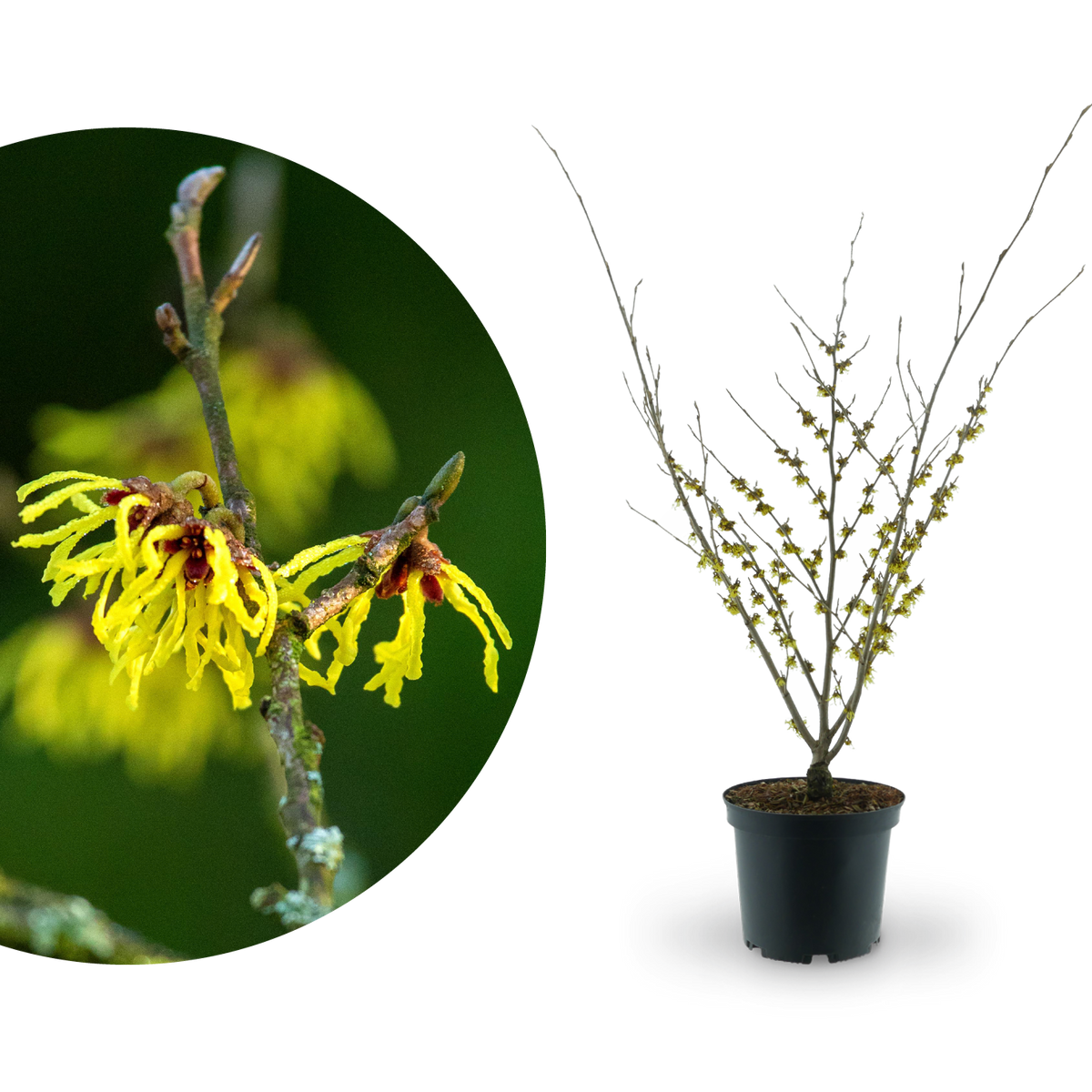 Zaubernuss 'Arnold Promise' Gelb