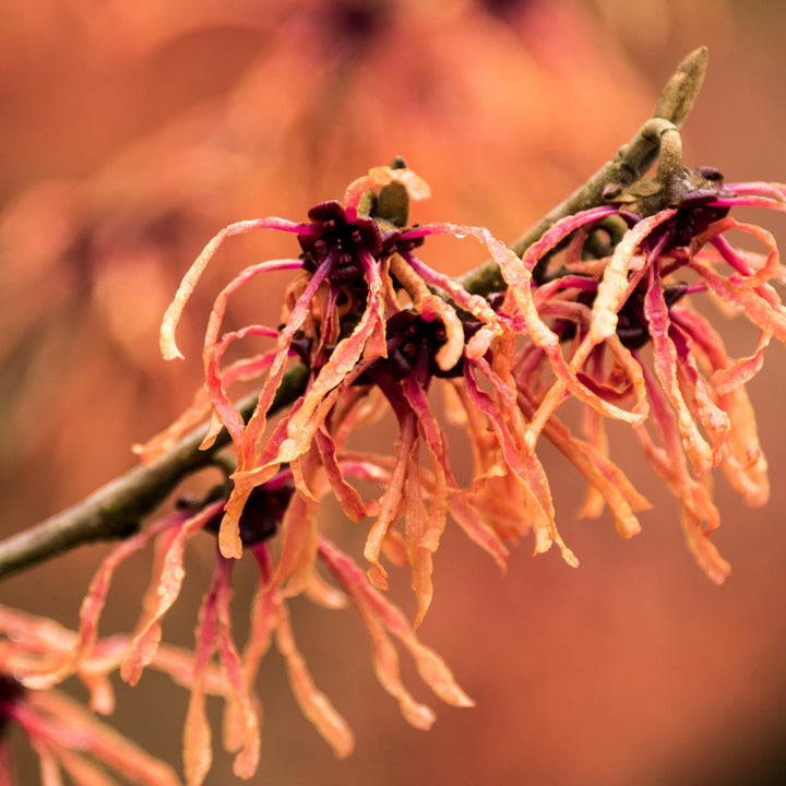 Kupferrote Blüte der Zaubernuss 'Feuerzauber'