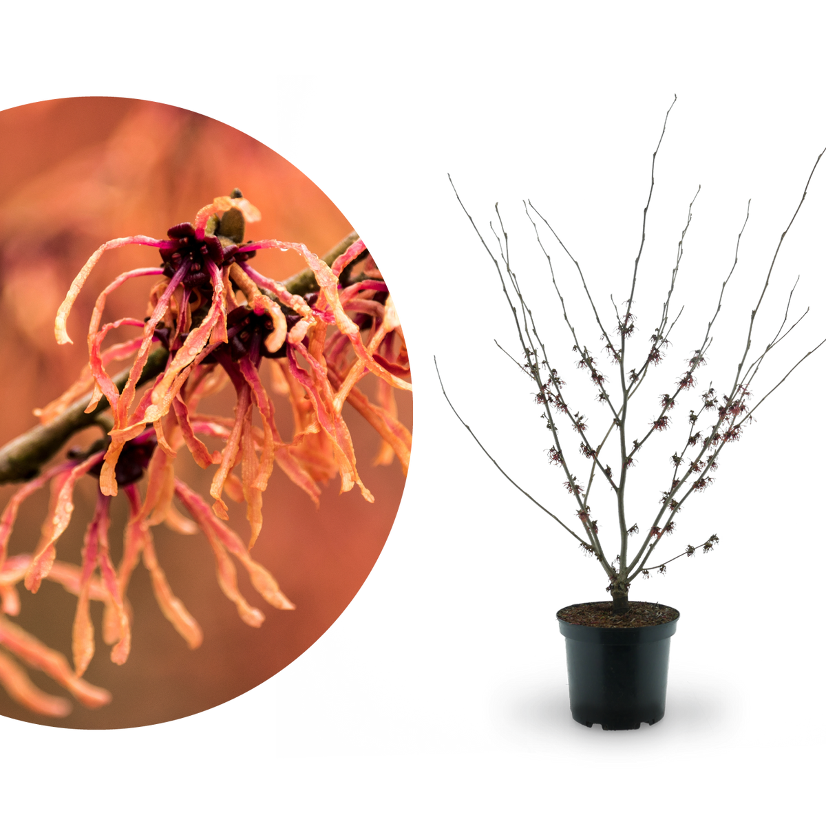 Zaubernuss 'Feuerzauber' Kupferrot