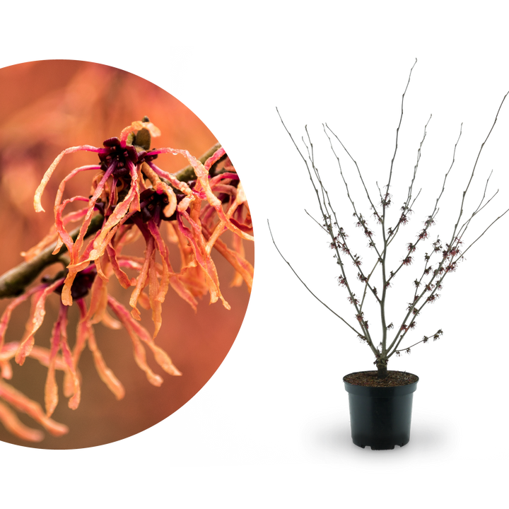 Zaubernuss 'Feuerzauber' Kupferrot