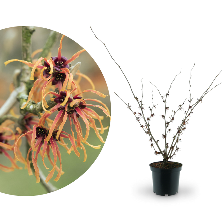 Zaubernuss 'Jelena' Orange