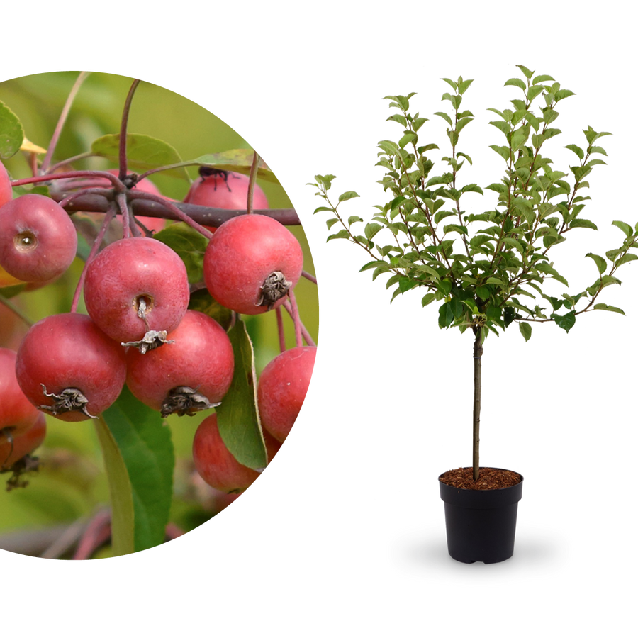 Zier-Apfelbaum 'Evereste'®