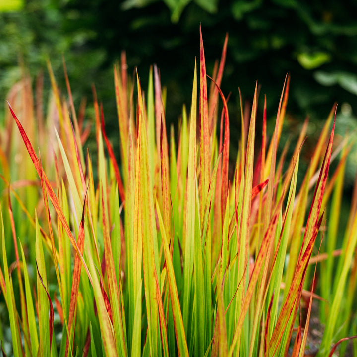 Ziergras 'Red Baron'