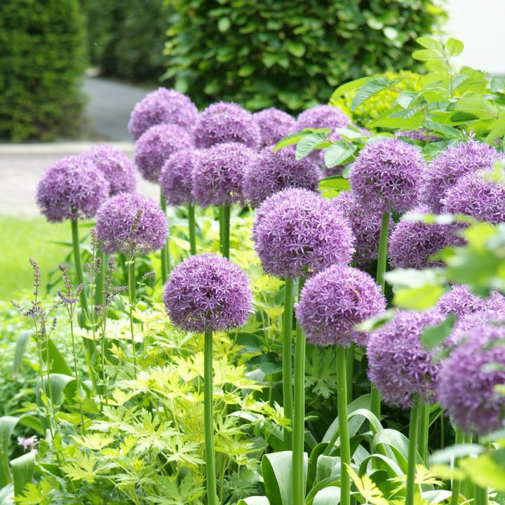 Zierlauch 'Globemaster' Violett