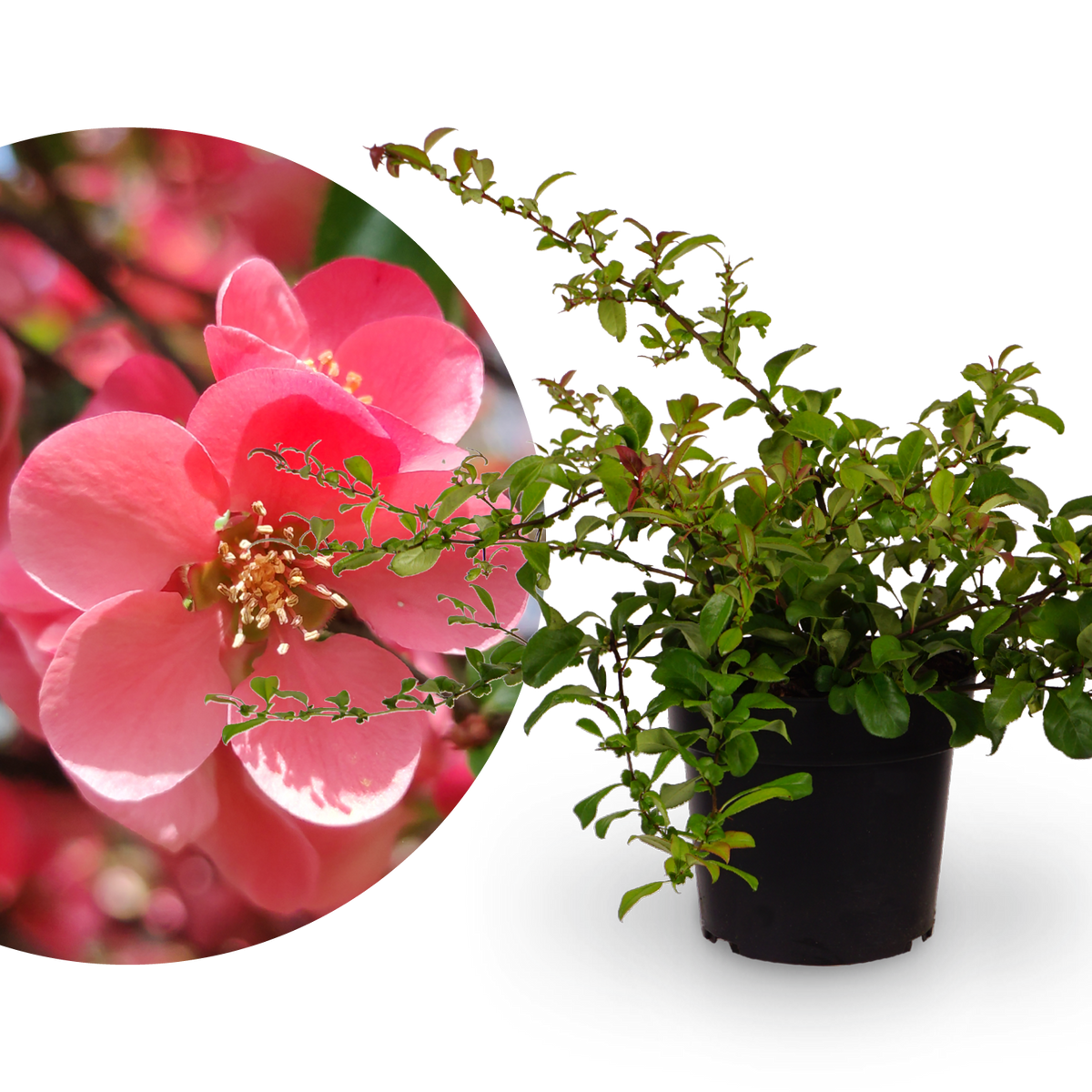 Zierquitte 'Pink Lady'