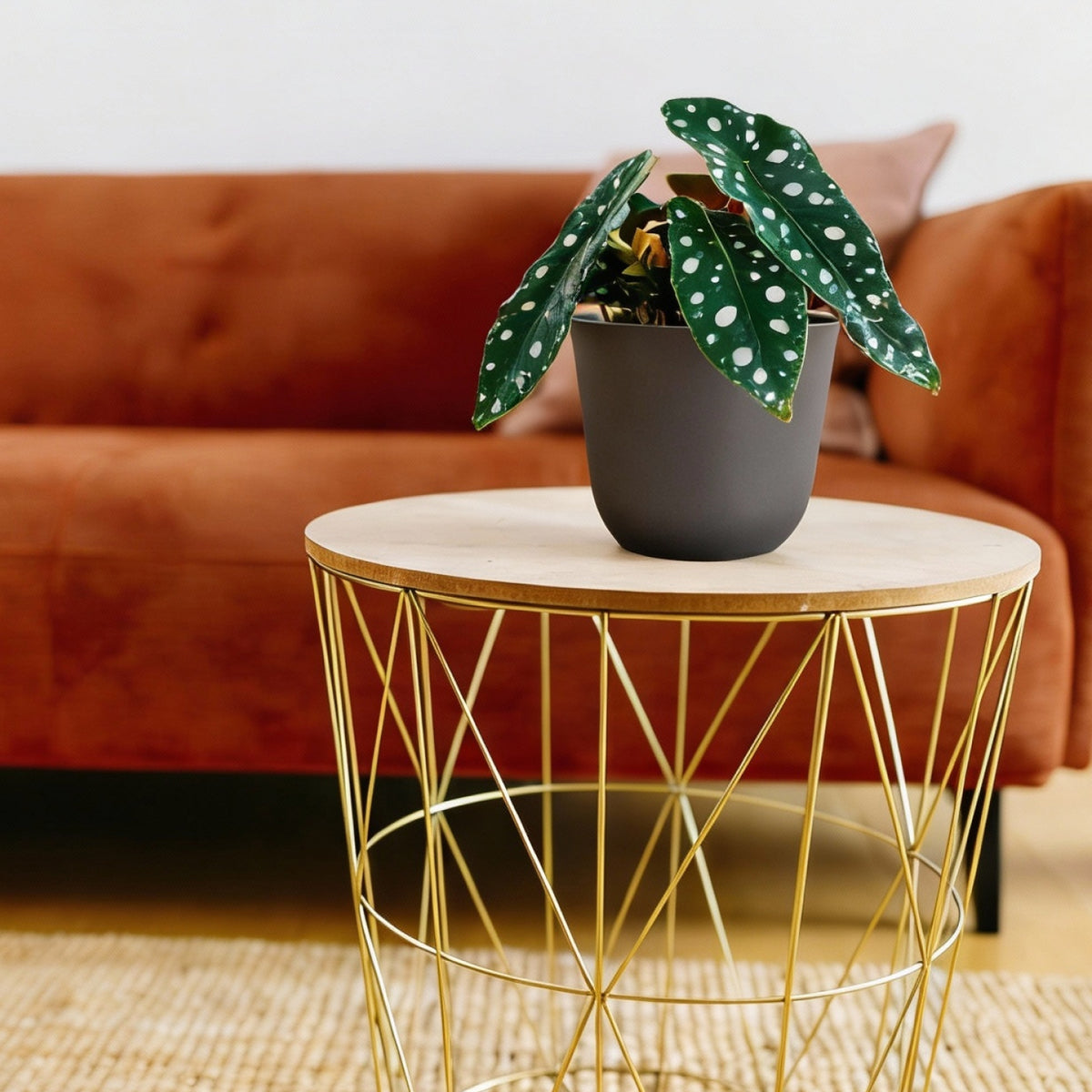 Zimmerpflanze mit Eco-Mineral Übertopf im Wohnzimmer