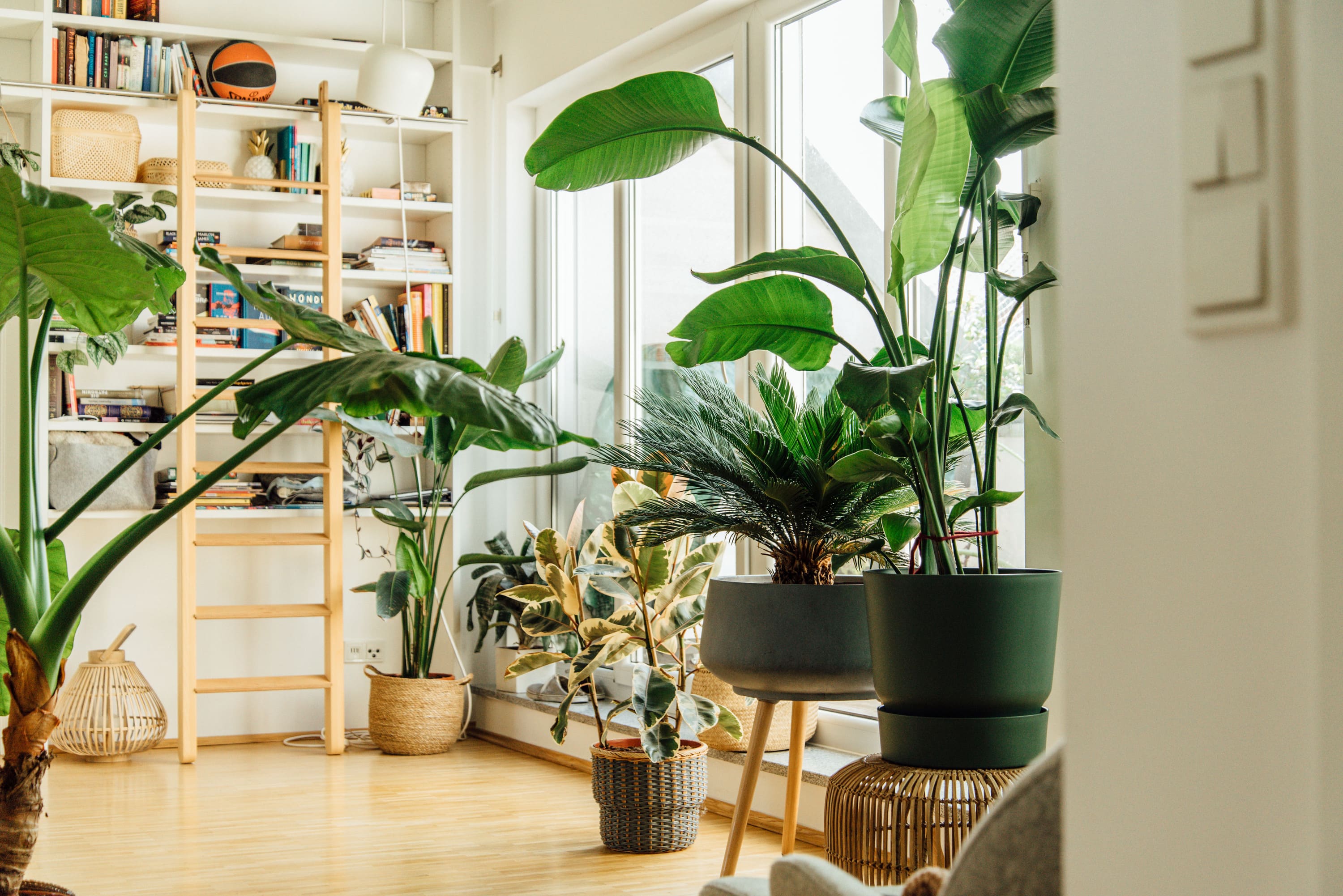 Jetzt unsere beliebten Pflanzen-Sets entdecken und bis zu 30% sparen