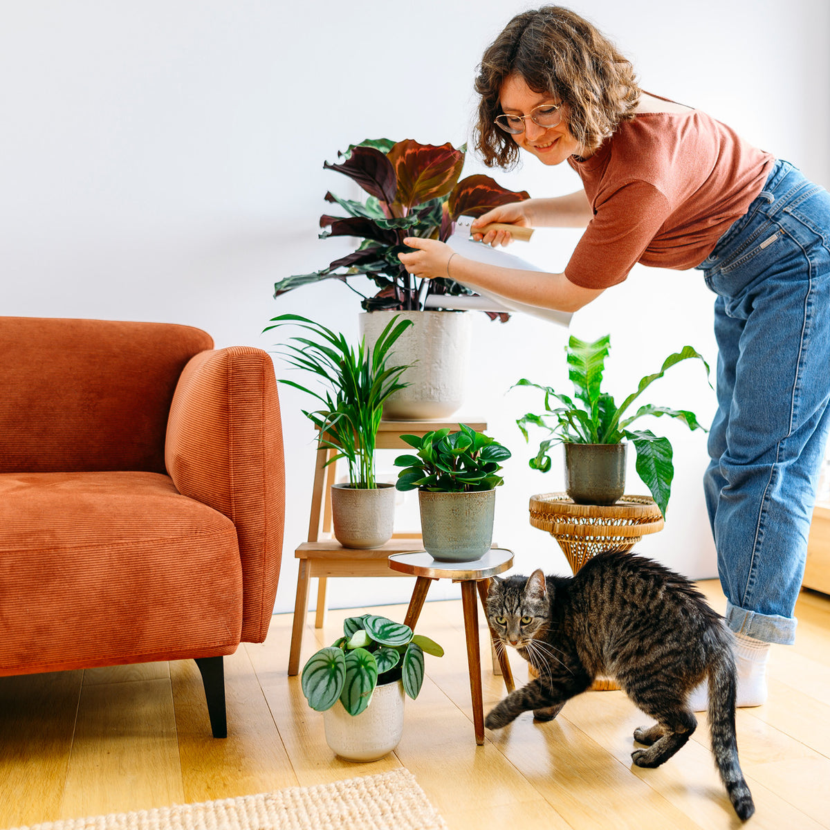Ungiftige Zimmerpflanzen für Hunde und Katzen