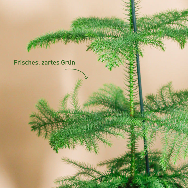 Blätter der Araucaria heterophylla