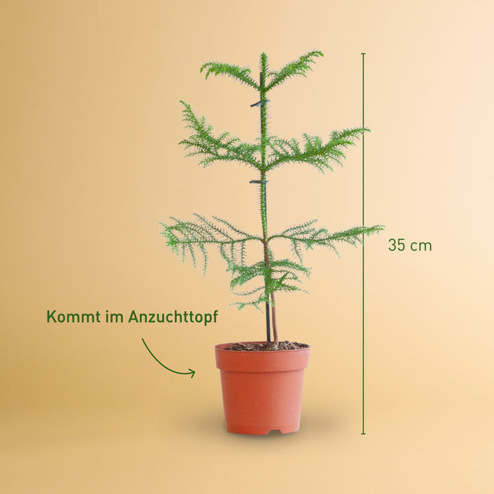 Größe der Zimmertanne