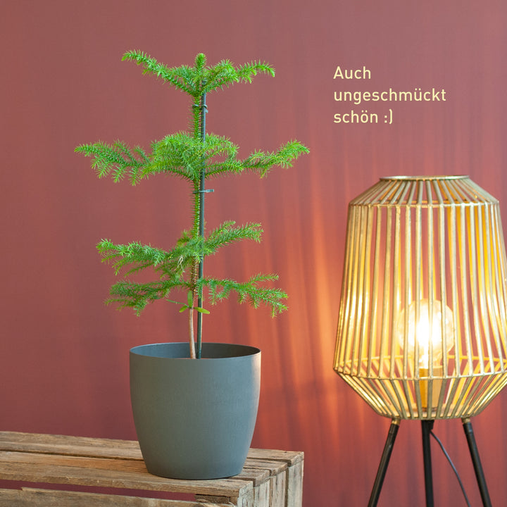 Zimmertanne im Wohnzimmer